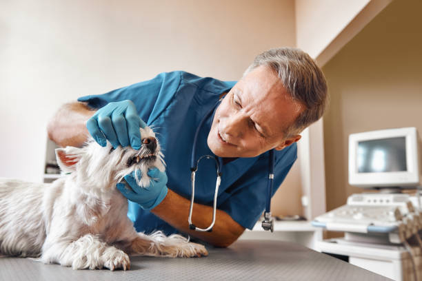 Best Emergency Wisdom Tooth Extraction in Kibler, AR
